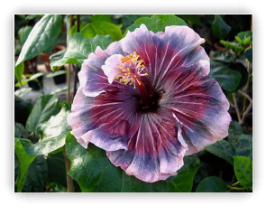 hibiscus Midnight Frolic