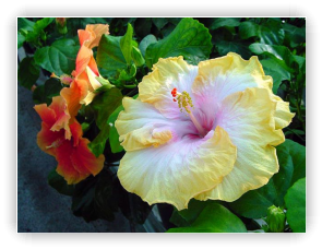 hibiscus Zauberflote